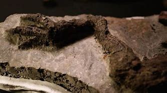 کشف فسیل دایناسوری در محوطه فسیل‌های تانیس
