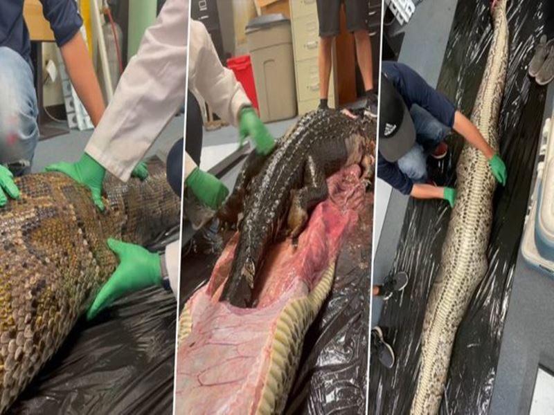 یک مار پیتون ۱۸ فوتی در فلوریدا یک تمساح را خورد