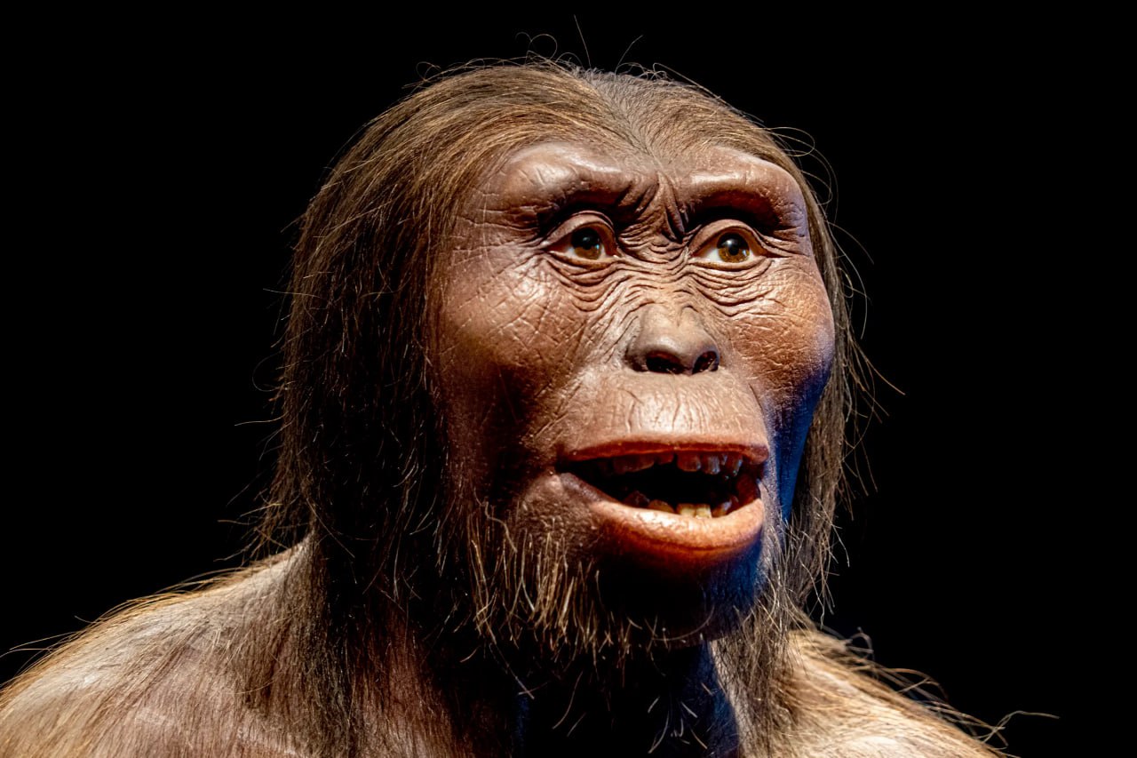 لوسی 3.2 میلیون ساله مادر همه انسان ها