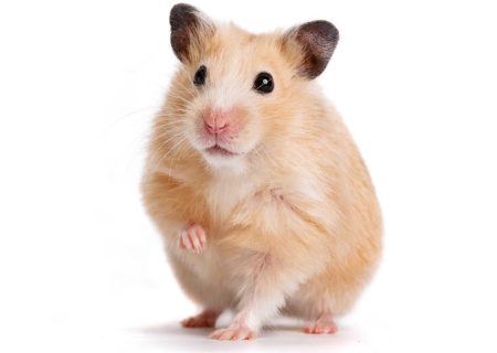اولین موش جهان با سیستم ایمنی انسانی ساخته شد
